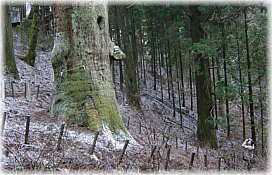 �摜�F��D�_�Ђٌ̕c���i���ƕ��ԁj