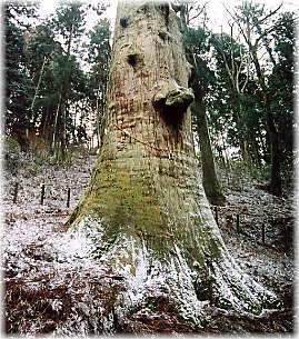 �摜�F��D�_�Ђٌ̕c��_2