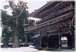 画像:善徳寺山門と大杉