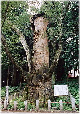 画像:親都神社の大ケヤキ