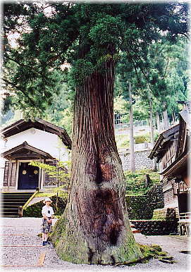 �摜�F�n��_�Ђ̃X�M�i���ƕ��ԁj