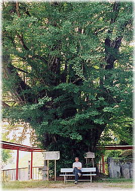 画像:長楽寺のイチョウ(幹と並ぶ)