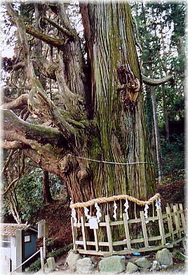 画像:大悲山の大スギ