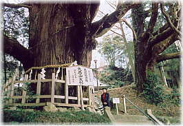 画像:大悲山の大スギ(幹と並ぶ)