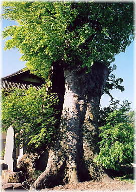 画像:大城寺のケヤキ
