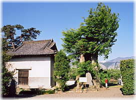 画像:大城寺のケヤキ(幹と並ぶ)