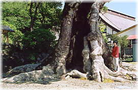 画像:大聖寺のケヤキ(幹と並ぶ)