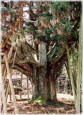 画像:団子スギ