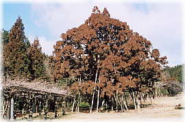 画像:団子スギ(全景)