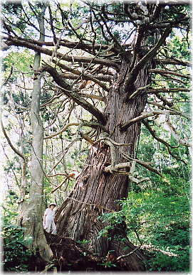 画像：土平の大杉（幹と並ぶ）
