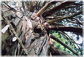 画像：土平の大杉（下から見上げる）