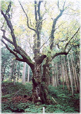 画像:渡原の大栃