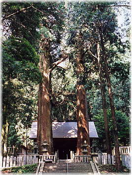 画像:恵那神社の夫婦杉(全景)