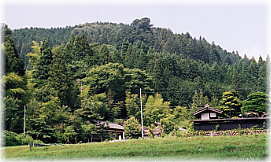 画像:恵那神社の夫婦杉(遠景)