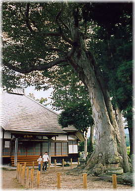 画像:円福寺の大ケヤキ
