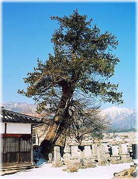 画像:円通寺のサワラ(全景)