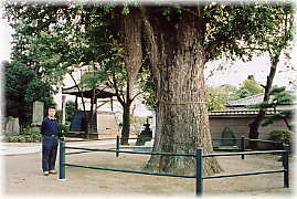画像:吉祥寺のイチョウ(幹と並ぶ)
