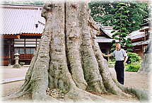 画像:極楽寺のケヤキ(幹と並ぶ)