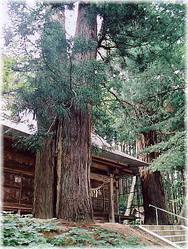 画像:八幡神社の二本杉