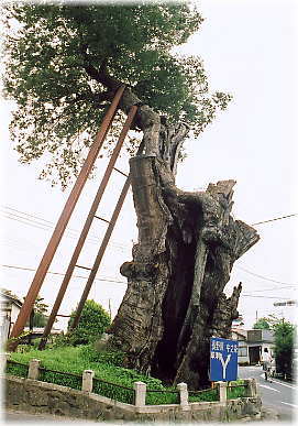 画像:原町の大ケヤキ