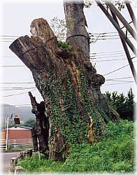 画像:原町の大ケヤキ