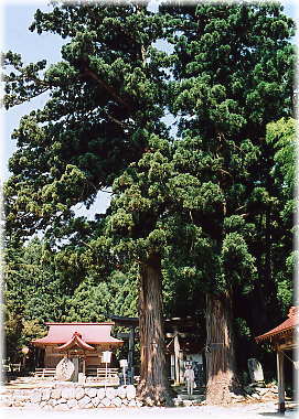画像:葉山神社のスギ(幹と並ぶ)
