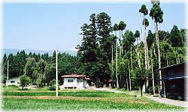 画像:葉山神社のスギ(遠景)