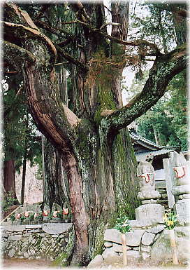 画像:平勝寺のスギ