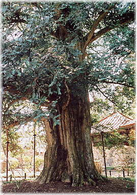 画像:遍照寺のかや