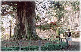 画像:遍照寺のかや(幹と並ぶ)