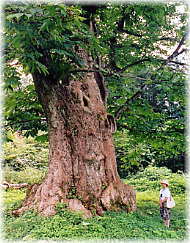 画像:稗田のトチ(幹と並ぶ)