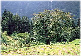 画像:稗田のトチ