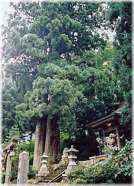 画像:東赤尾の夫婦杉