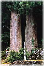 画像:東赤尾の夫婦杉(幹と並ぶ)