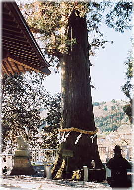 画像:天神社大杉