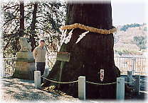 画像:天神社大杉(幹と並ぶ)