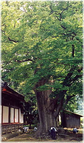画像:平林神社のケヤキ