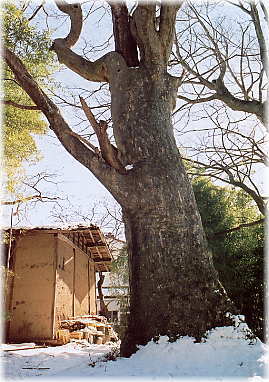 画像：平林神社のケヤキ