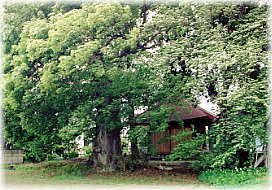 画像:平田のケヤキ_2