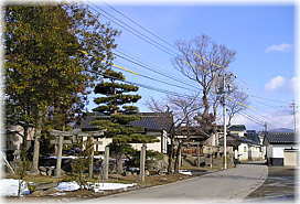 画像：広野辺神社のケヤキ（遠景）