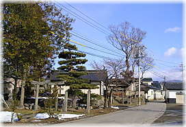 画像:広野辺神社のケヤキ(遠景)