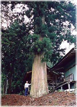 画像:高尾穂見神社の大スギ(幹と並ぶ)