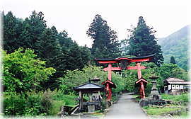 画像:高尾穂見神社の大スギ(遠景)