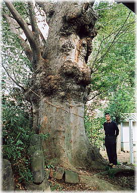 �摜�F���}�_�Ђ̃P���L�i���ƕ��ԁj