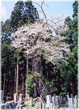画像:細越の種まき桜