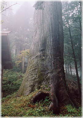 画像:嶽山箒根神社の大杉