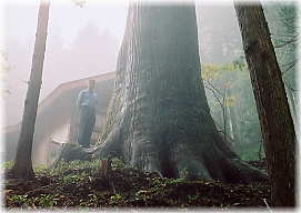 画像:嶽山箒根神社の大杉(幹と並ぶ)