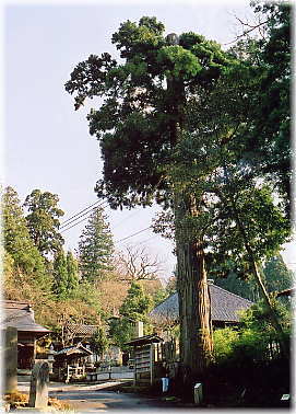 画像:普談寺の大杉(全景)