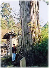 画像:普談寺の大杉(幹と並ぶ)
