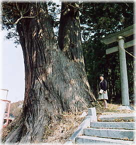 画像:二また杉(幹と並ぶ)